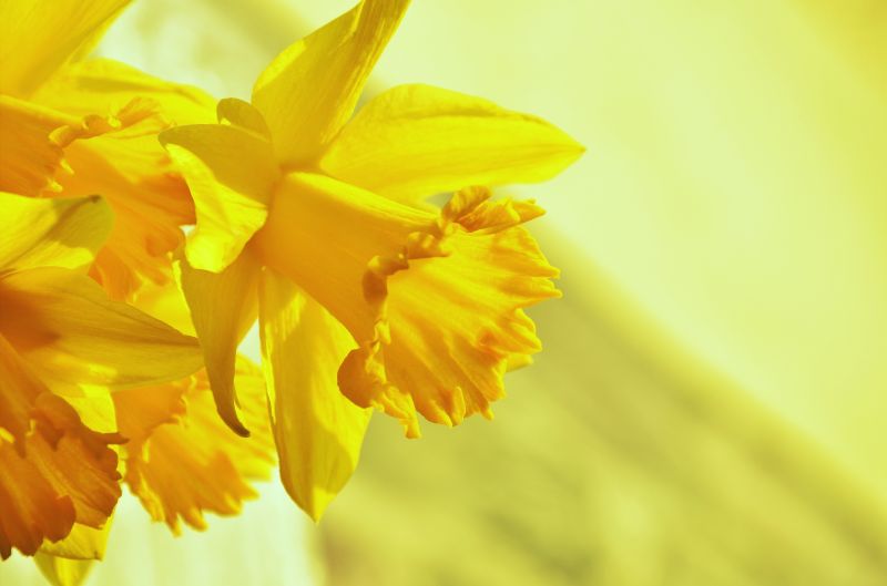 daffodils_osterglocken_yellow_blossom_bloom_spring_flower_easter-813850.jpg!s2 daffodils_osterglocken_yellow_blossom_bloom_spring_flower_easter-813850.jpg!s2